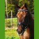 Sander Aimee Weise Dressuur Dressage