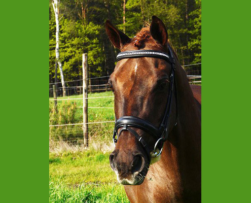 Sander Aimee Weise Dressuur Dressage